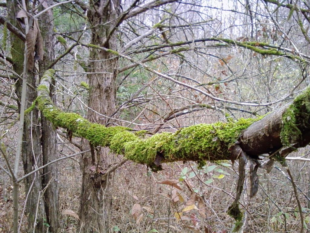 A Wanderer’s Journal: Prologue