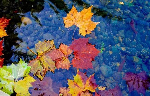 Leaf In the Water